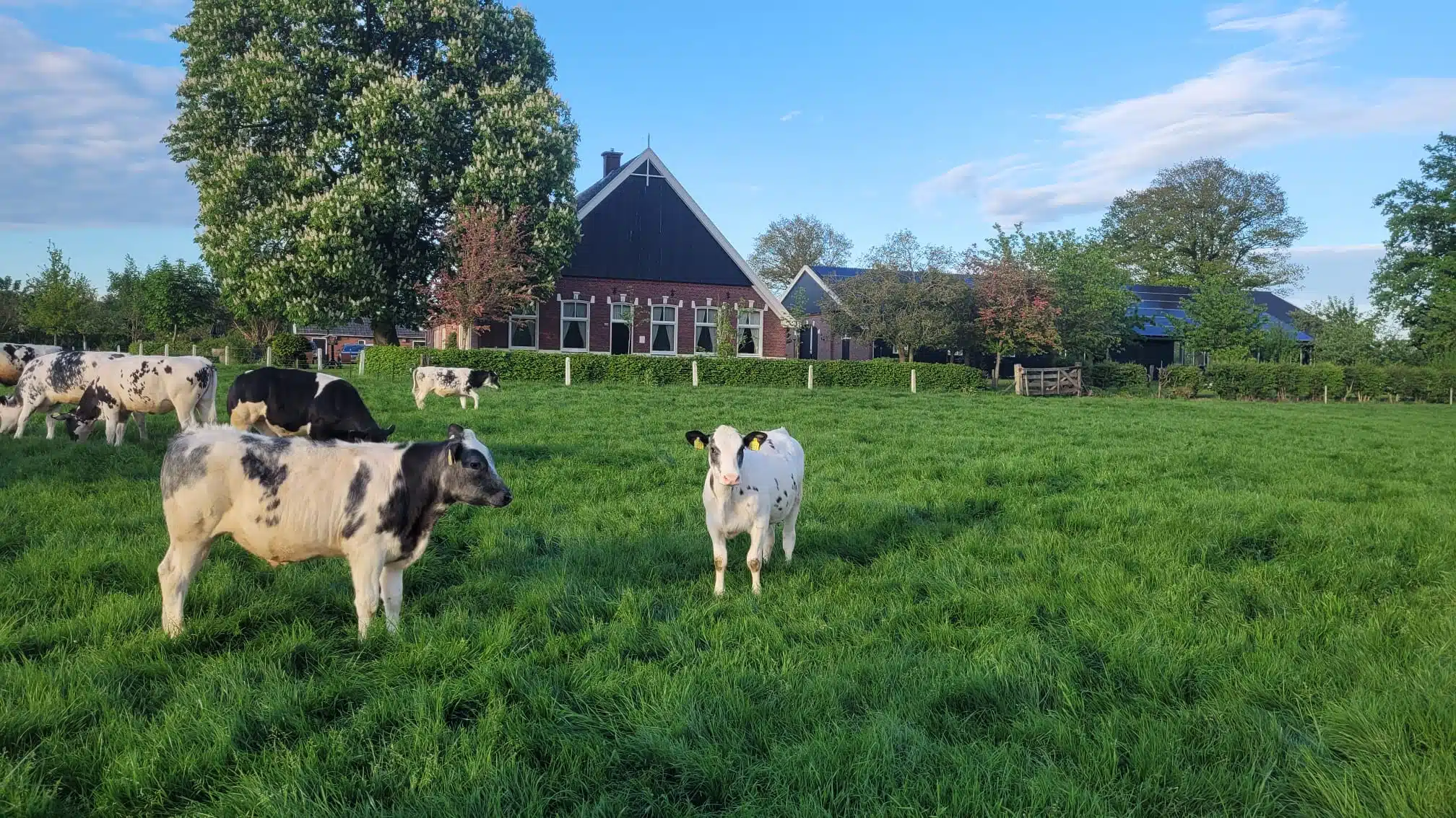 Grote voorjaarsproeverij