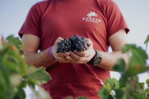 MASTERCLASS BODEGAS BORSAO