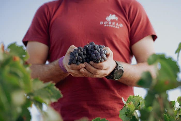 MASTERCLASS BODEGAS BORSAO